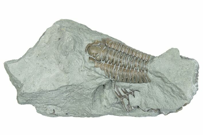Bargain, Prone Flexicalymene Trilobite Fossil - Indiana #289962